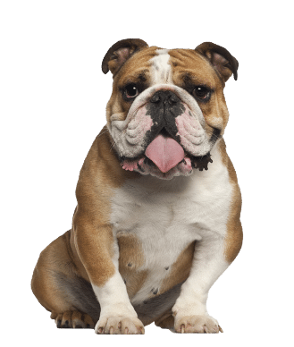 english bull dog